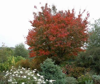 Japanse sierkers (Prunus sargentii)
