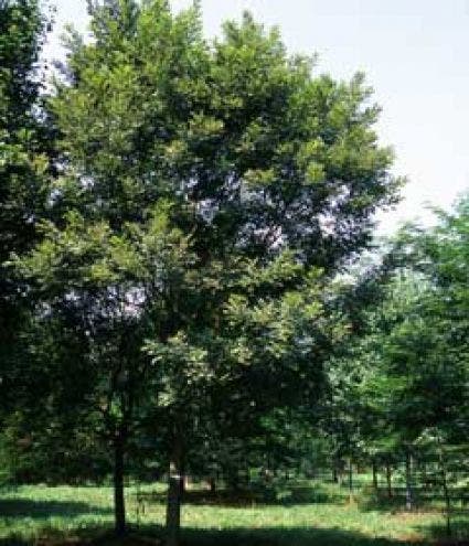 Styphnolobium