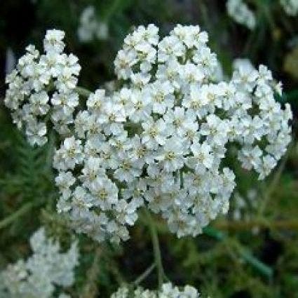 Achillea