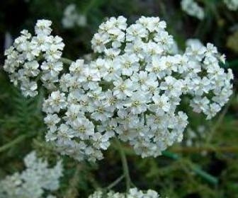 Duizendblad (Achillea millefolium 'Schneetaler')