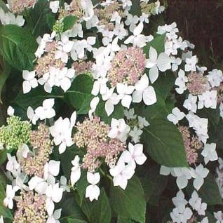 Hortensia (Hydrangea macrophylla 'Lanarth White')