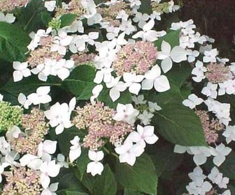 Hortensia (Hydrangea macrophylla 'Lanarth White')