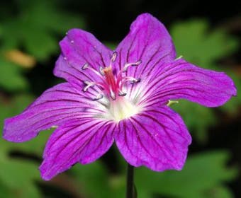 Ooievaarsbek (Geranium wlassovianum)