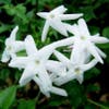 Jasmijn (Jasminum polyanthum)