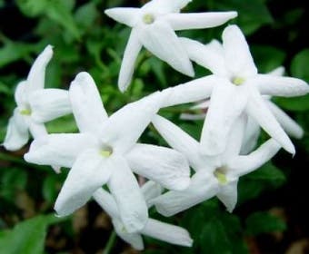 Jasmijn (Jasminum polyanthum)
