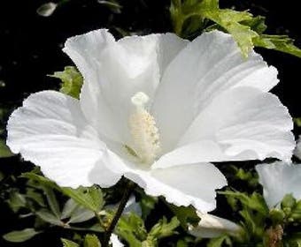 Altheastruik (Hibiscus syriacus 'Totus Albus')