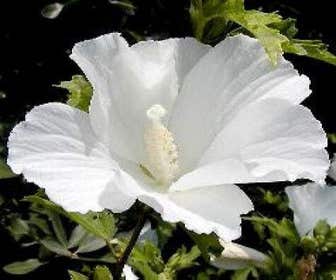 Altheastruik op stam (Hibiscus syriacus 'Totus Albus')