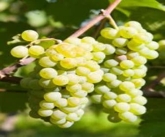 Druif (Vitis 'Lakemont')