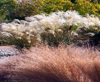 Prachtriet (Miscanthus sinensis 'Graziella')