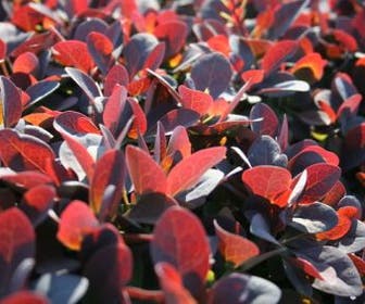 Zuurbes (Berberis thunbergii 'Atropurpurea')