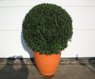 Buxusbol (Buxus sempervirens, Bolvorm)