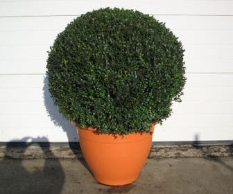 Buxusbol (Buxus sempervirens, Bolvorm)