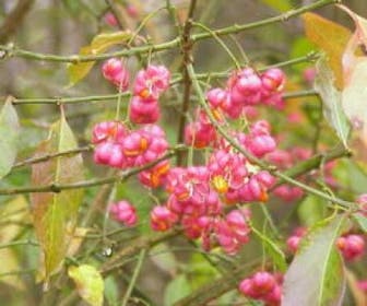 Wilde kardinaalsmuts, bosplantsoen (Euonymus europaeus)