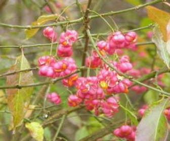 Wilde kardinaalsmuts, bosplantsoen (Euonymus europaeus)