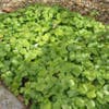 Waldsteinia (Waldsteinia ternata)