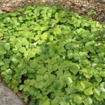 Waldsteinia ternata (Waldsteinia)
