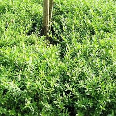 Liguster (Ligustrum vulgare 'Lodense')