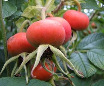 Rimpelroos (Rosa rugosa 'Alba')