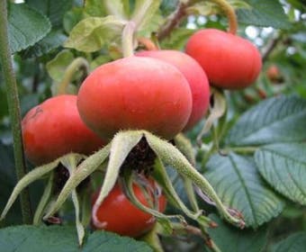 Rimpelroos (Rosa rugosa 'Alba')