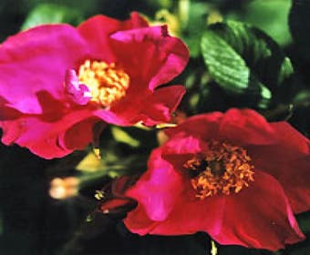 Rimpelroos (Rosa rugosa 'Rubra')