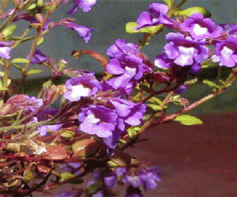 Dwergleeuwenbek (Chaenorhinum origanifolium 'Blue Dream')