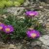 IJsbloem (Delosperma sutherlandii) Bio