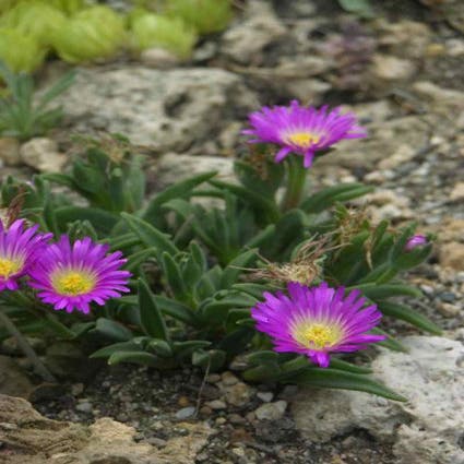 IJsbloem (Delosperma sutherlandii) Bio