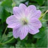 Ooievaarsbek (Geranium versicolor)