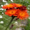 Havikskruid (Hieracium aurantiacum)