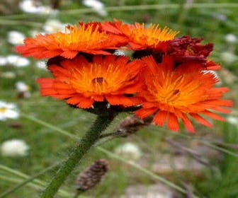 Havikskruid (Hieracium aurantiacum) BIO