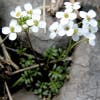 Gemskers (Pritzelago alpina)