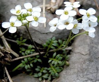 Gemskers (Pritzelago alpina)