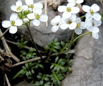 Gemskers (Pritzelago alpina)