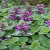 Dovenetel (Lamium maculatum 'Chequers')