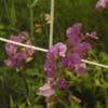 Pronkerwt (Lathyrus latifolius 'Pink Pearl')