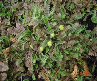 Koperknoopje (Leptinella potentillina)