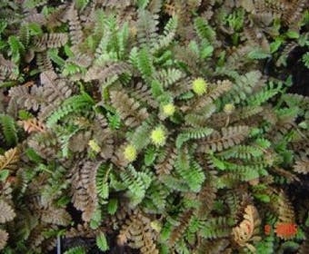 Koperknoopje (Leptinella potentillina)