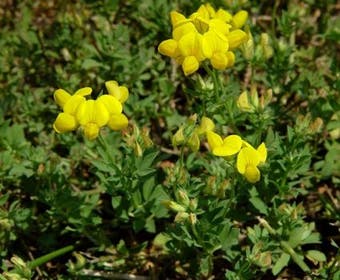 Rolklaver (Lotus corniculatus)
