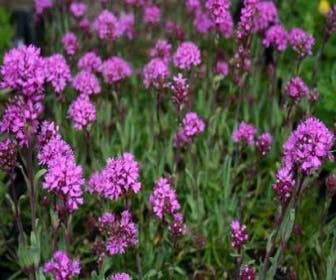 Koekoeksbloem (Lychnis alpina 'Rosea')
