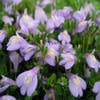Mazus (Mazus reptans) BIO
