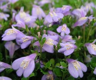 Mazus (Mazus reptans) BIO