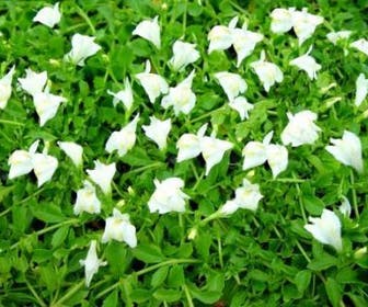 Mazus (Mazus reptans 'Albus')