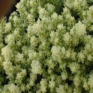 Muurpeper (Sedum acre 'Elegans')