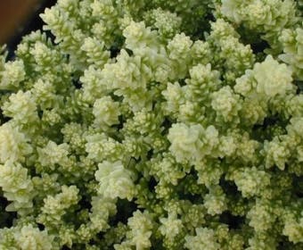 Muurpeper (Sedum acre 'Elegans')