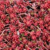 Muurpeper (Sedum album 'Coral Carpet')