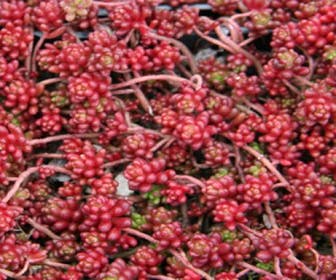 Muurpeper (Sedum album 'Coral Carpet')