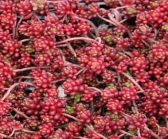 Muurpeper (Sedum album 'Coral Carpet')