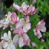 Sierappel (Malus floribunda)