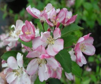 Sierappel (Malus floribunda)