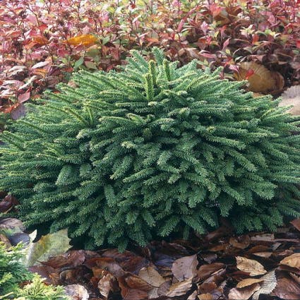 Spar (Picea abies 'Ohlendorffii')